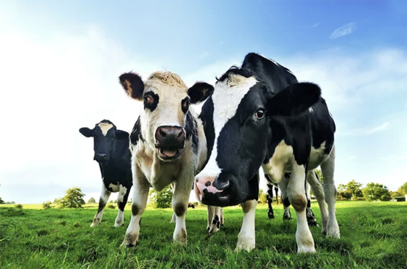 Agriculture Meets Real Estate: The Rising Demand for Farmland and Ranches in New York - 1 (800) 880-7954